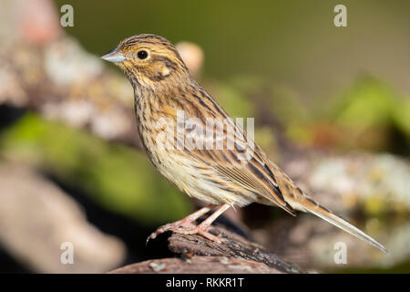 Cirl Bunting (Emberiza cirlus), side view of an adult female perched on a piece of bark Stock Photo