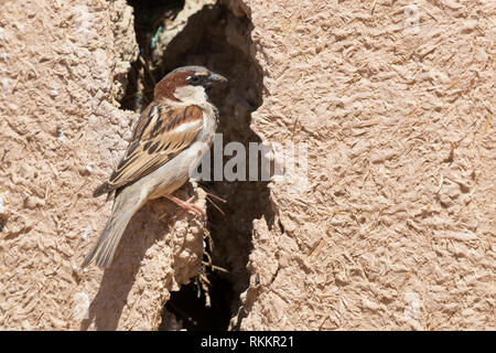 House Sparrow (Passer domesticus tingitanus), adult male at the entrance of its nest in a house in Morocco Stock Photo