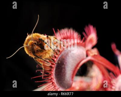 A moth is caught in a bright red carnivorous Venus Fly Trap plant, set against a black background. Stock Photo