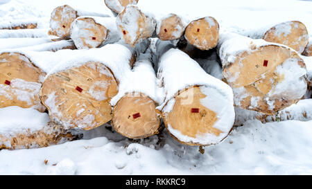 Wooden logs, beams, firewood on snow. A lot of wood. Wooden log background. Fuel. A collection of firewood for the winter Stock Photo