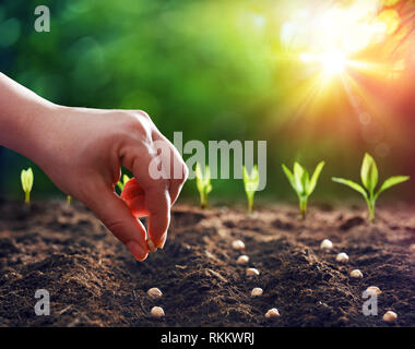 Hands Planting The Seeds Into The Dirt Stock Photo