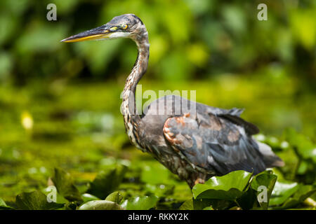 Great Blue Heron wading in the shallows amongst lily pads hunting for fish and frogs. Stock Photo