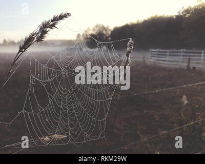 Close up view of a spiders web of against sunrise in the field covered with fog Stock Photo