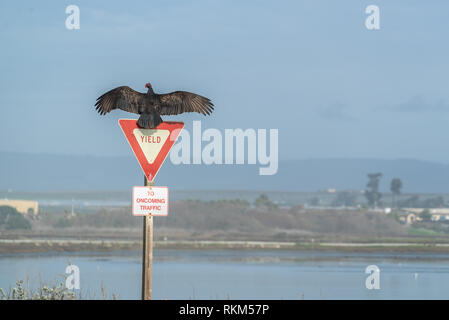 Turkey Vulture Buzzard Condor ready to take flight. Sitting on a Street Yield Sign. California Pacific Ocean Stock Photo