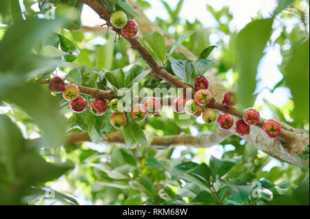 Apple tree branch full of wax apple fruits Stock Photo