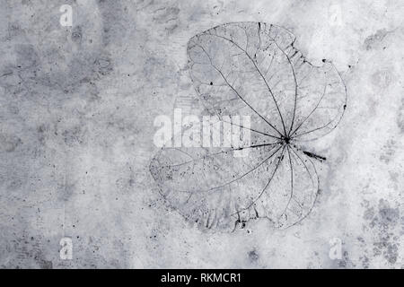 Leaf texture in concrete floor surface Stock Photo