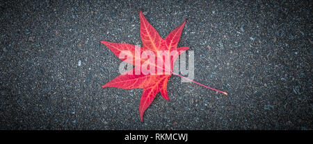 Red leaf of a tree lies on the gray textured asphalt Stock Photo