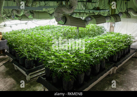 Legal cannabis grow room series - Marijuana growing and cultivation plants in bags under lights Stock Photo