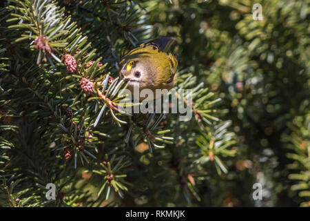 A tiny goldcrest on a branch is searching for fodder. Its a wonderful and beautyful little sonbird. Stock Photo