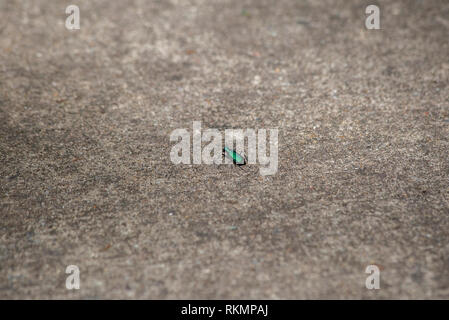 Six-spotted tiger beetle (Cicindela sexguttata) scurrying along cement Stock Photo