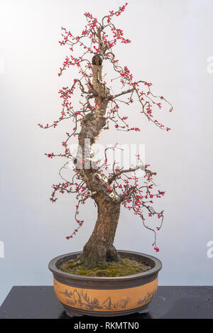 Red plum bonsai tree on a wooden table againt white wall in Baihuatan public park, Chengdu, Sichuan province, China Stock Photo