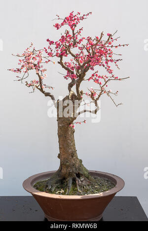 Red plum bonsai tree on a wooden table againt white wall in Baihuatan public park, Chengdu, Sichuan province, China Stock Photo