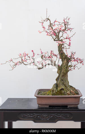 Red plum bonsai tree on a wooden table againt white wall in Baihuatan public park, Chengdu, Sichuan province, China Stock Photo