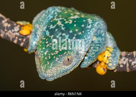 Fringed Leaf Frog (Cruziohyla craspedopus), Understory Enterprises, Captive raised, Native to: Native to Amazonian lowlands in Brazil, Colombia,