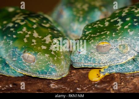 Fringed Leaf Frog (Cruziohyla craspedopus), Understory Enterprises, Captive raised, Native to: Amazonian lowlands in Brazil, Colombia, Ecuador, and
