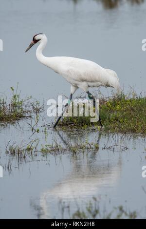 Whooping crane (Grus Americana), Aransas NWR, Texas, USA.