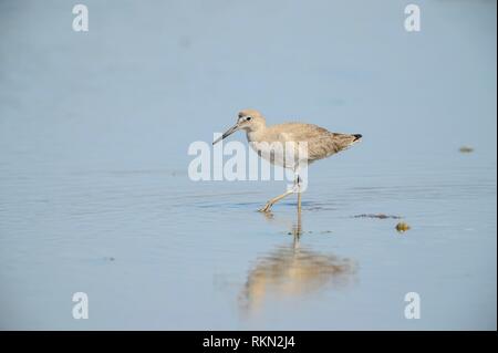 Willet (Catoptrophorus semipalmatus) foraging for food in shallows, Rollover Pass, Bolivar Penninsula, Texas, USA.