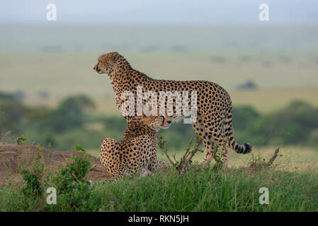 Two Cheetahs Searching for Prey Stock Photo