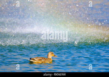 Ducks at the Pond Stock Photo