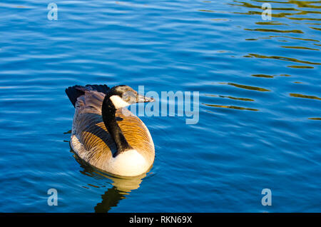 Ducks at the Pond Stock Photo