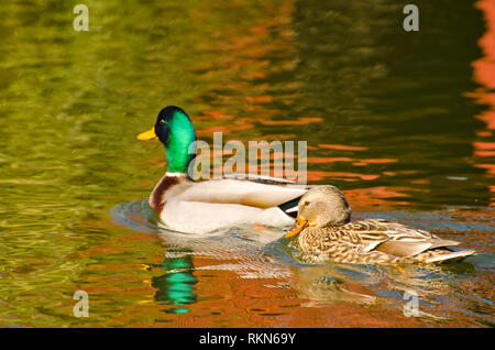 Ducks at the Pond Stock Photo