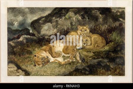 Antoine Louis Barye Lioness And Cubs 1827 1837 France Watercolor With Graphite On Ivory Wove Paper Laid Down On Japanese Paper Barye Strove For Anatomical Accuracy In His Sculptures And His Watercolors Show