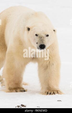 Polar Bear (Ursus maritimus) Individual with bloody face shortly after ...