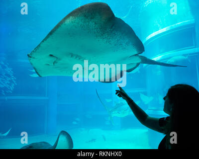 A woman points at a spotted eagle ray (Aetobatus narinari) at the Pacific Ocean exhibit at Osaka Aquarium Kaiyukan in Osaka, Japan. Stock Photo