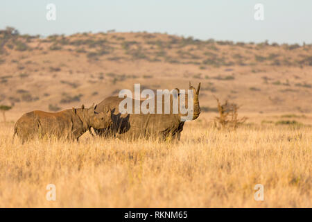 A female black rhino with young alongside, In open grassland, landscape view, Lewa Wilderness,Lewa Conservancy, Kenya, Africa Stock Photo