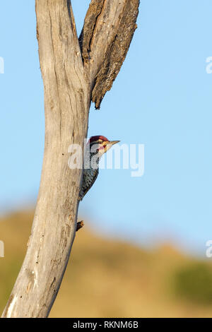 A single male Nubian woodpecker partly hidden on a dead tree trunk, early morning light, Lewa Wilderness, Lewa Conservancy, Kenya, Africa Stock Photo