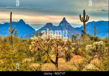 Wildflowers - Organ Pipe Cactus National Monument (U.S. National Park  Service)