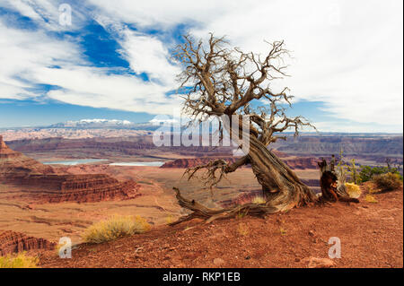 Dead juniper tree at Dead Horse Point State Park, Utah, USA. La Sal mountains in the background. Stock Photo