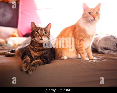 Mintie the tabby and Mika the orange tabby looking up Stock Photo