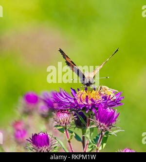 Butterfly and bee a on purple flower at Garden House, Buckland Monachorum, Devon Stock Photo