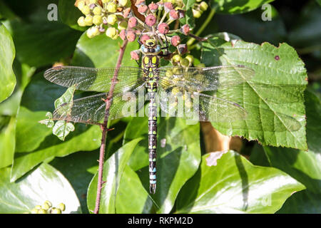Southern Hawker dragonfly on plant at Garden House, Buckland Monachorum, Devon Stock Photo