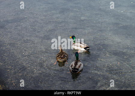 Ducks on the Lake Albano in the Alban Hills of Lazio, Italy Stock Photo