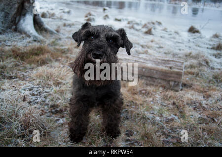 Brown and black miniature schnauzer glances up in the camera beside a lake in the wintertime. Stock Photo