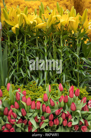 Floristic decoration with yellow lilies and red tulips Stock Photo