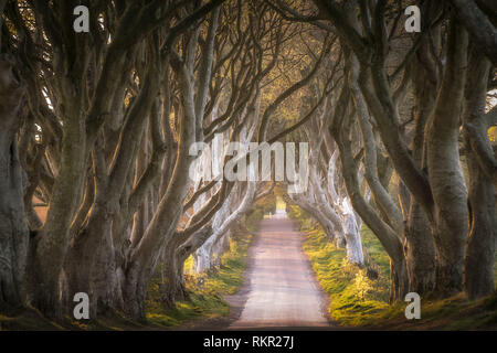 The Dark Hedges is a famous tunnel-like avenue of intertwined beech trees in Northern Ireland, and one of the most popular tourists attractions over t Stock Photo