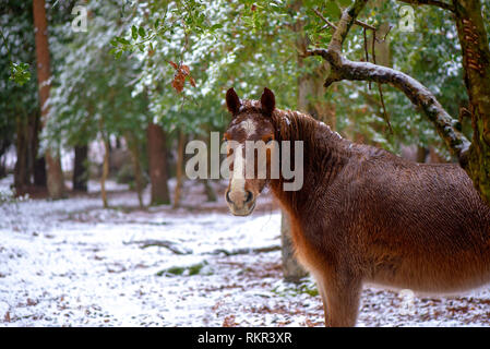 Close-up image of New Forest Ponies grazing on Holly and Bracken in the snow, in the woodlands of the New Forest National Park, Hampshire, England, UK Stock Photo