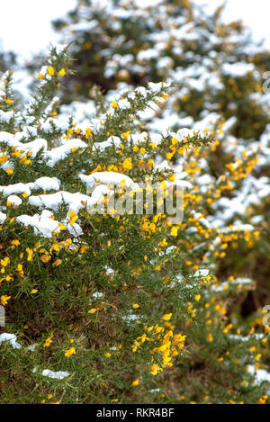 Close-up image of Gorse a yellow-flowered shrub of the pea family, the leaves of which are modified to form spines, in the snow