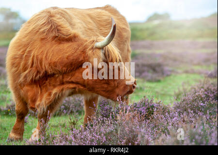 Close-up image of a highland cow grazing amongst the summer Heather in the New Forest National Park, Hampshire, England, UK
