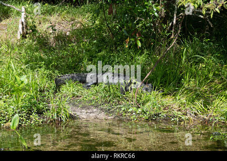 American alligator (Alligator mississippiensis) resting on the river banks of Edward Ball Wakulla Springs State Park in Florida, USA. Wild animals and Stock Photo