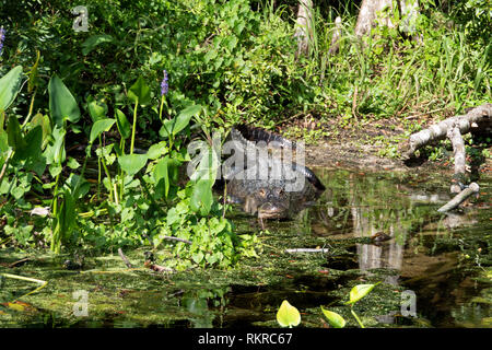 American alligator (Alligator mississippiensis) resting on the river banks of Edward Ball Wakulla Springs State Park in Florida, USA. Wild animals and Stock Photo