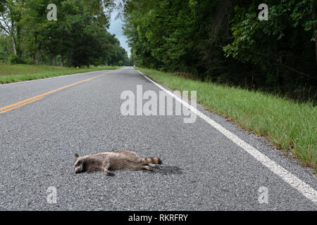 Road kill with raccoon killed by a car on the highway. Country road with dead animal in rural Mississippi, United States of America Stock Photo