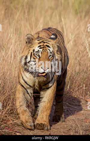 Matkasur, Royal Bengal Tiger, Panthera tigris, Tadoba Andhari Tiger Reserve, Maharashtra, India Stock Photo