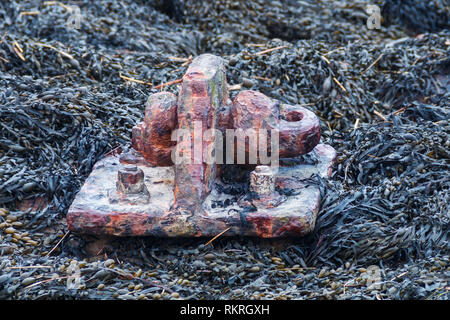 Anchor points in the seaweed Stock Photo