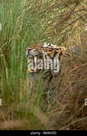 Pacman, Royal Bengal Tiger, Panthera tigris, Ranthambore Tiger Reserve, Rajasthan, India Stock Photo