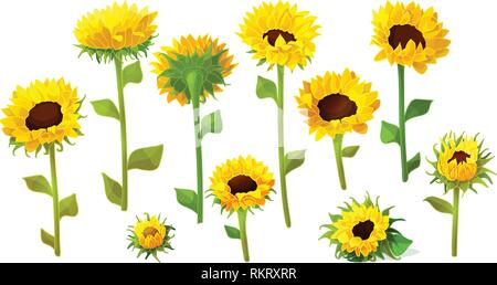 vector sunflower flower cute icons big set Stock Vector