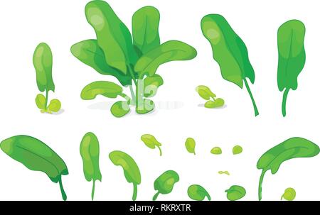 vector sorrel greenery cute icons big set Stock Vector